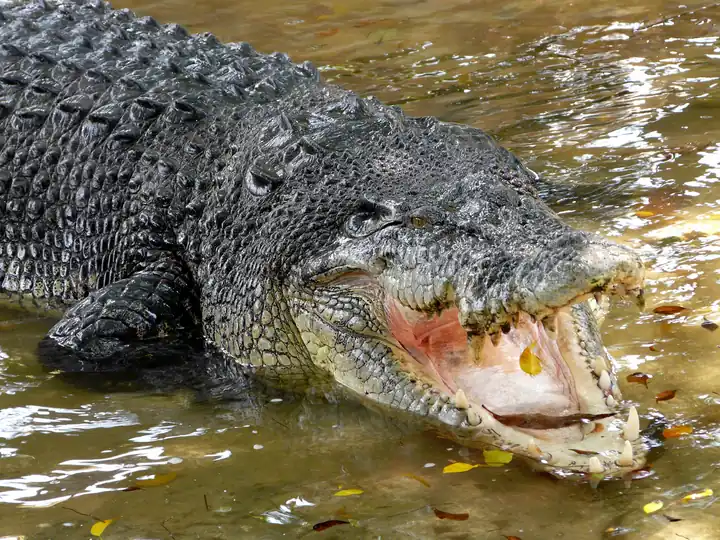 Saltwater crocodile at the water's edge